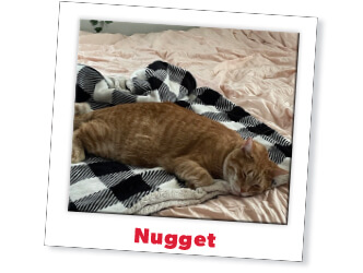 Orange cat sleep on bed