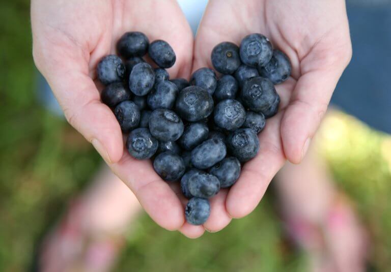 Photo of handful of blueberries with them in a heart shape.
