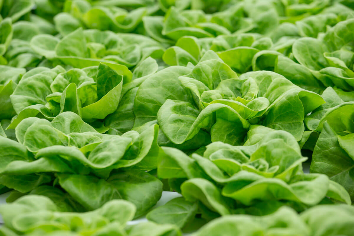 Close up photo of lettuce